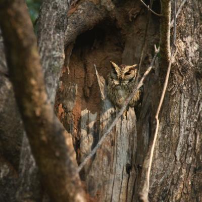 Owl 4614