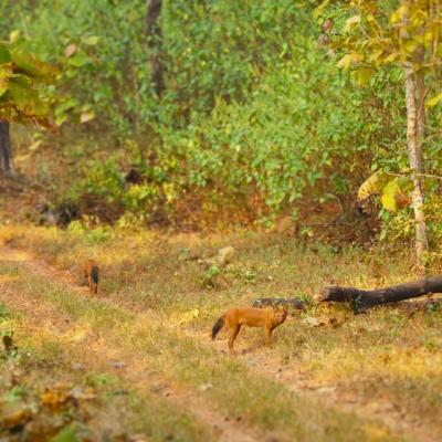 Wild Dogs 7059