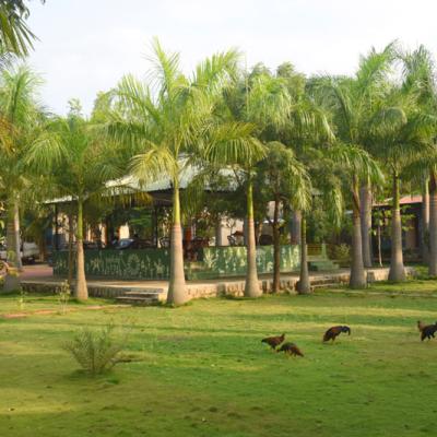 Lush Green Garden Birds