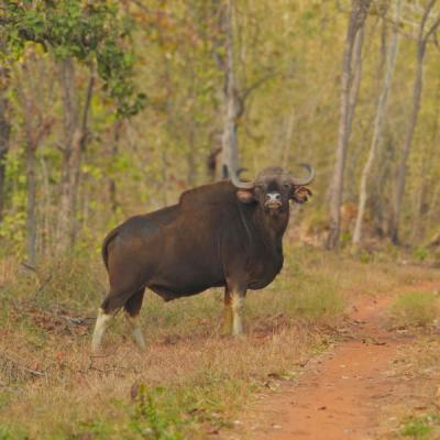 Gaur Indian