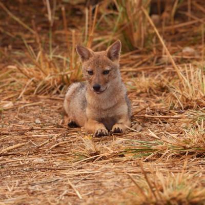 Jackal