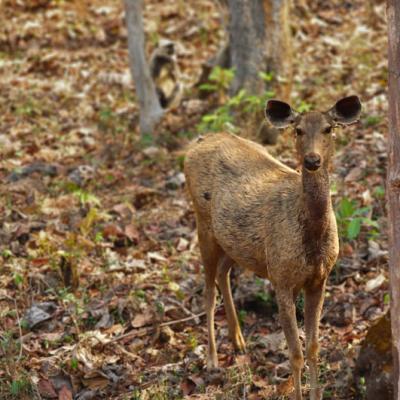 Sambar