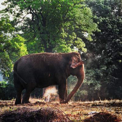 Elephant