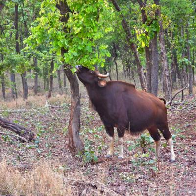 Indian Gaur